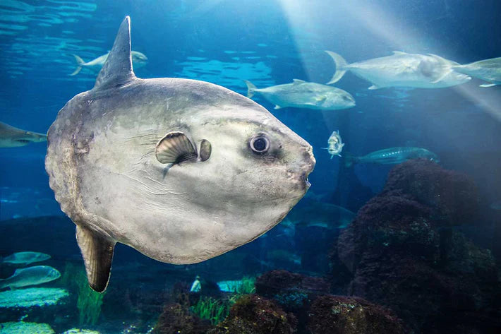 Two Oceans Aquarium  The weird and wonderful sunfish: Everything you…