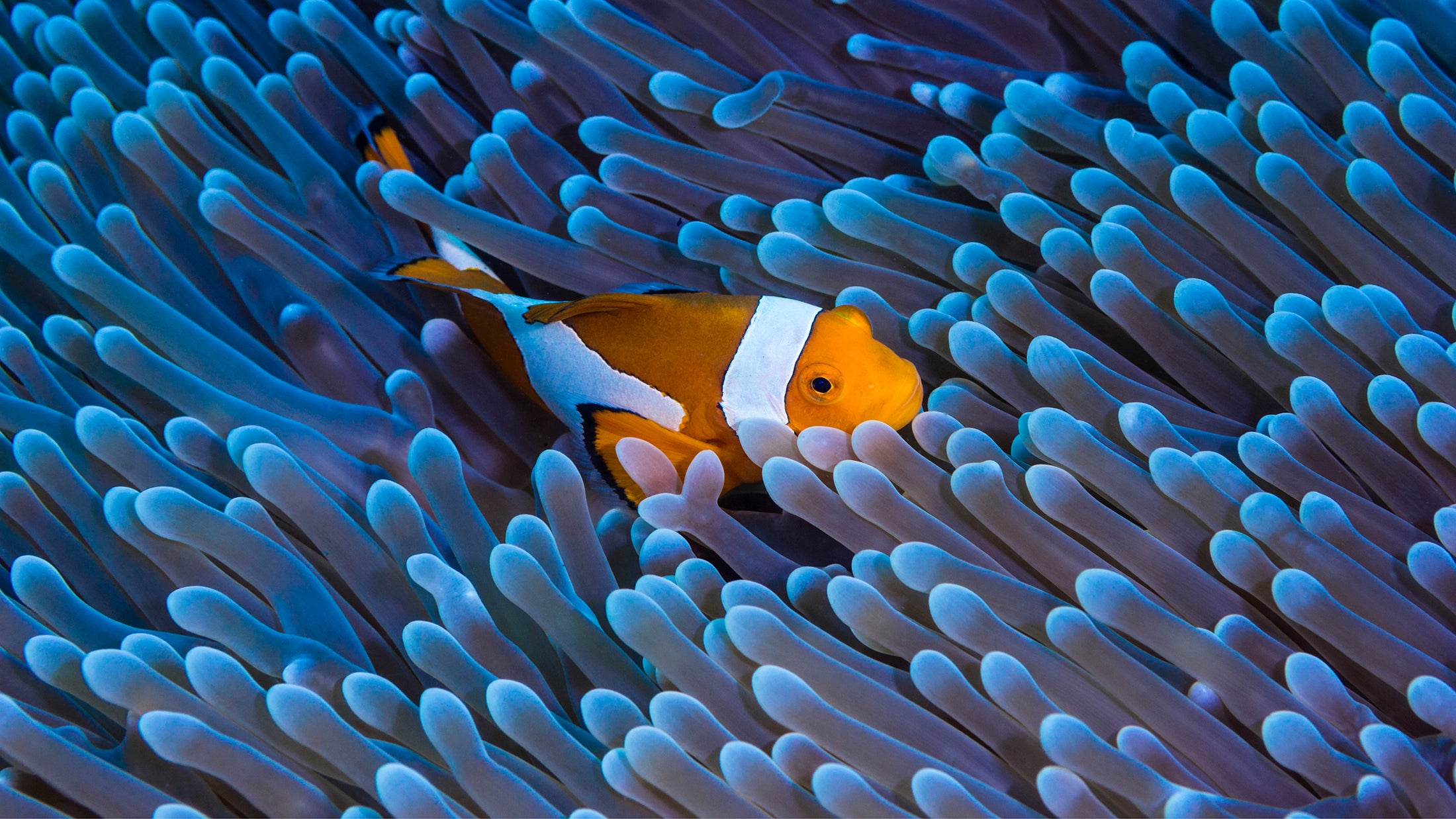 Discovering the Vibrant World of Clownfish