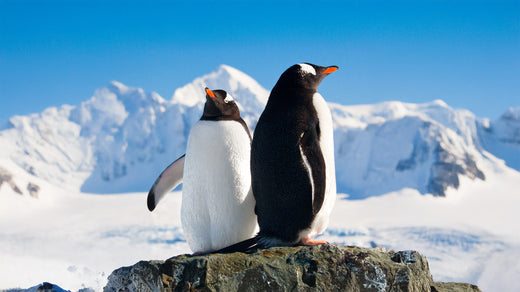 Dive Into the World of Penguins: Masters of the Ice and Sea