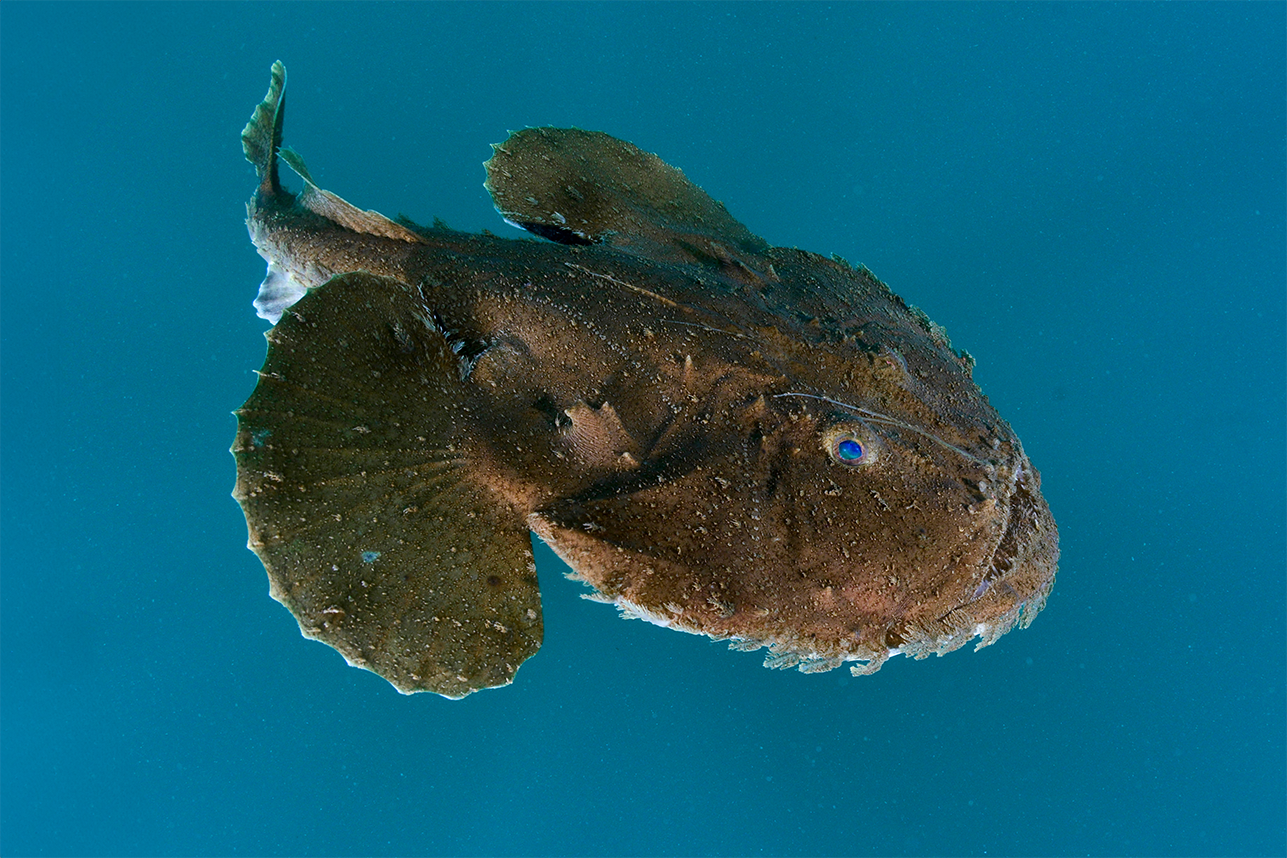 Master of the Deep: Unveiling the Mysterious World of the Anglerfish