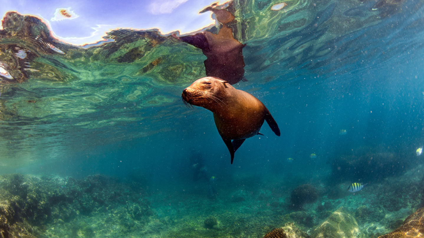 Fast Fashion, Slow Seals