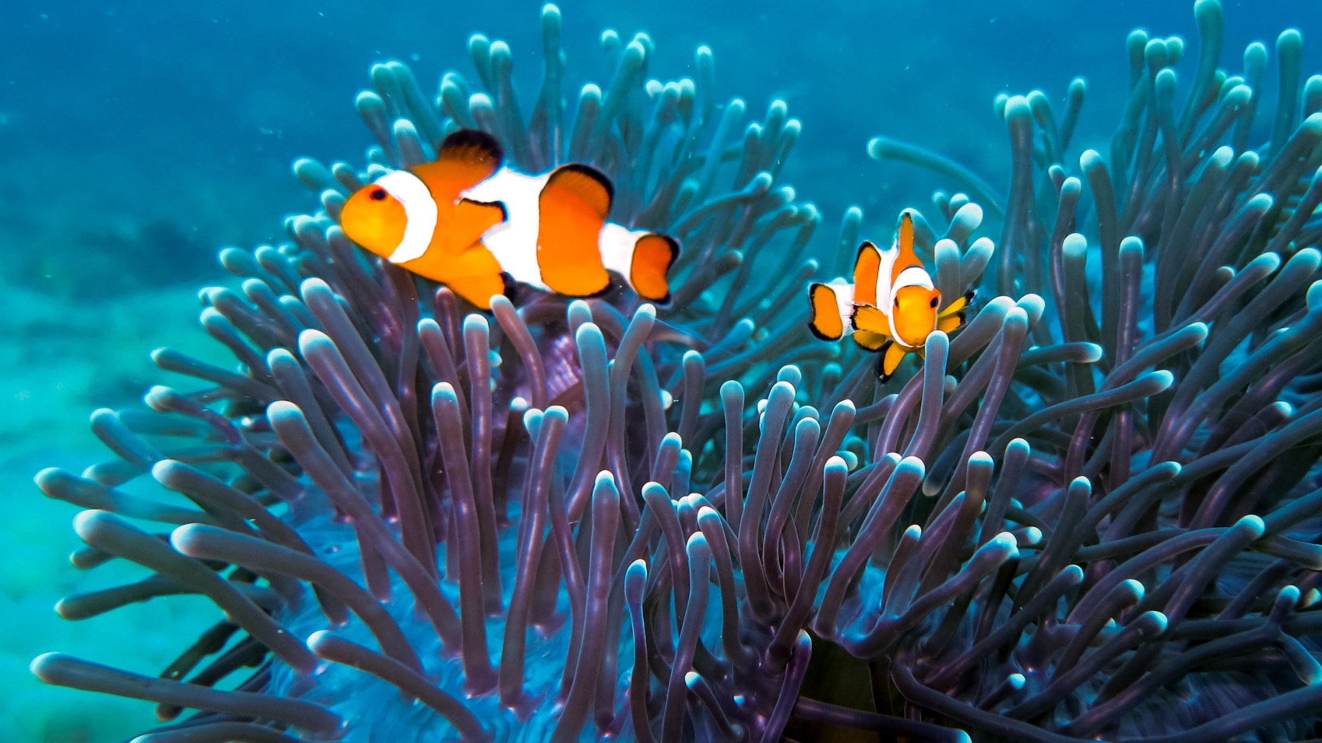 Clownfish