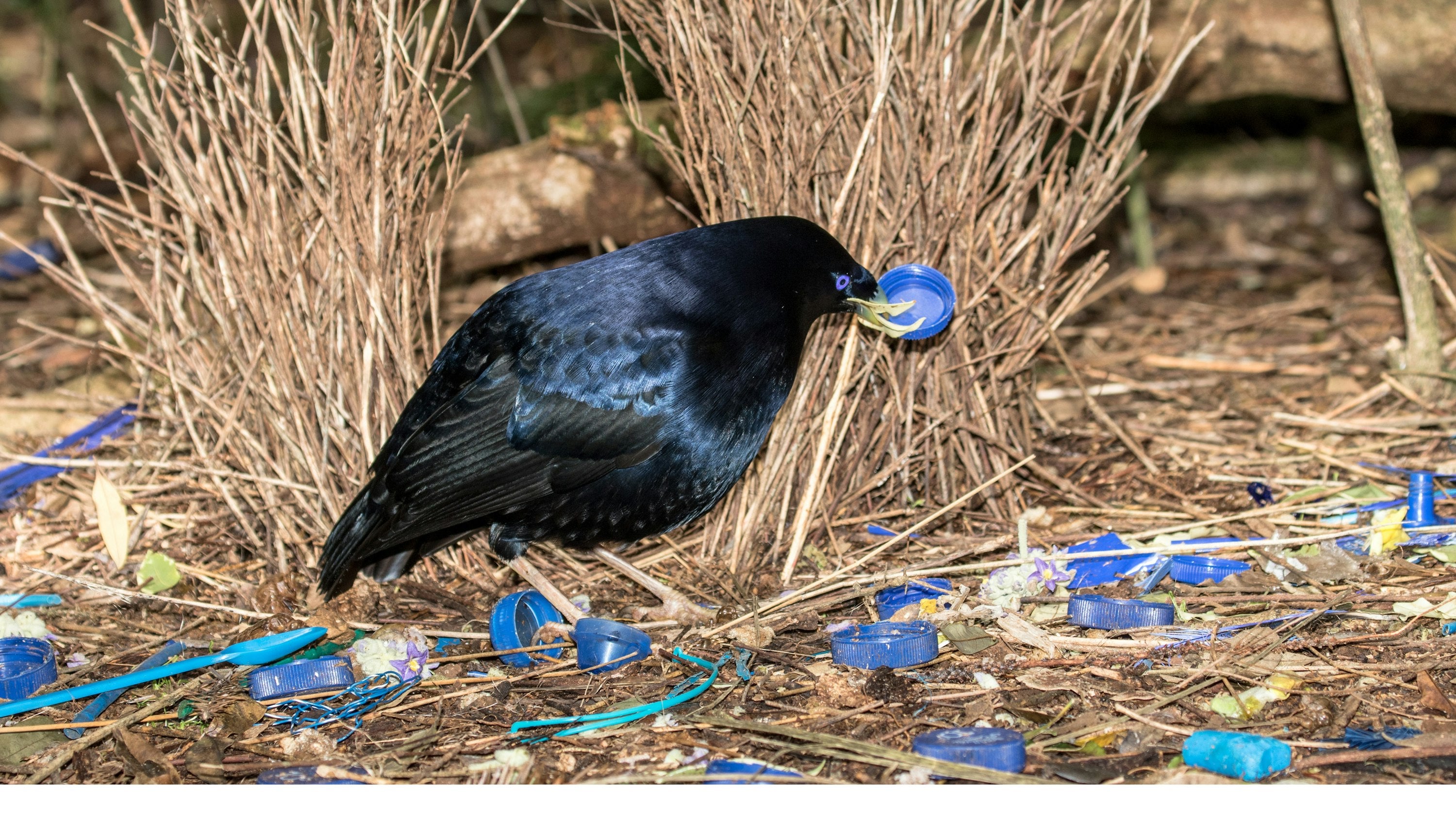 Is Plastic Making Birds More Attractive?