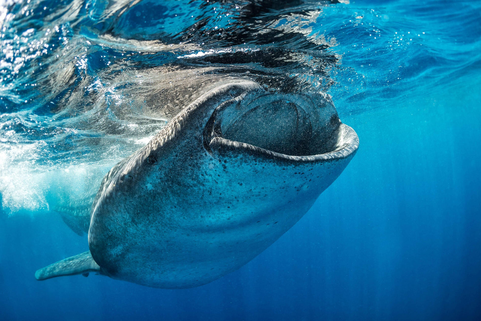 4ocean Whale Shark Bracelet Ocean Cleanup Bracelet 