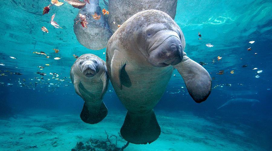 It’s Manatee Appreciation Day! - 4ocean