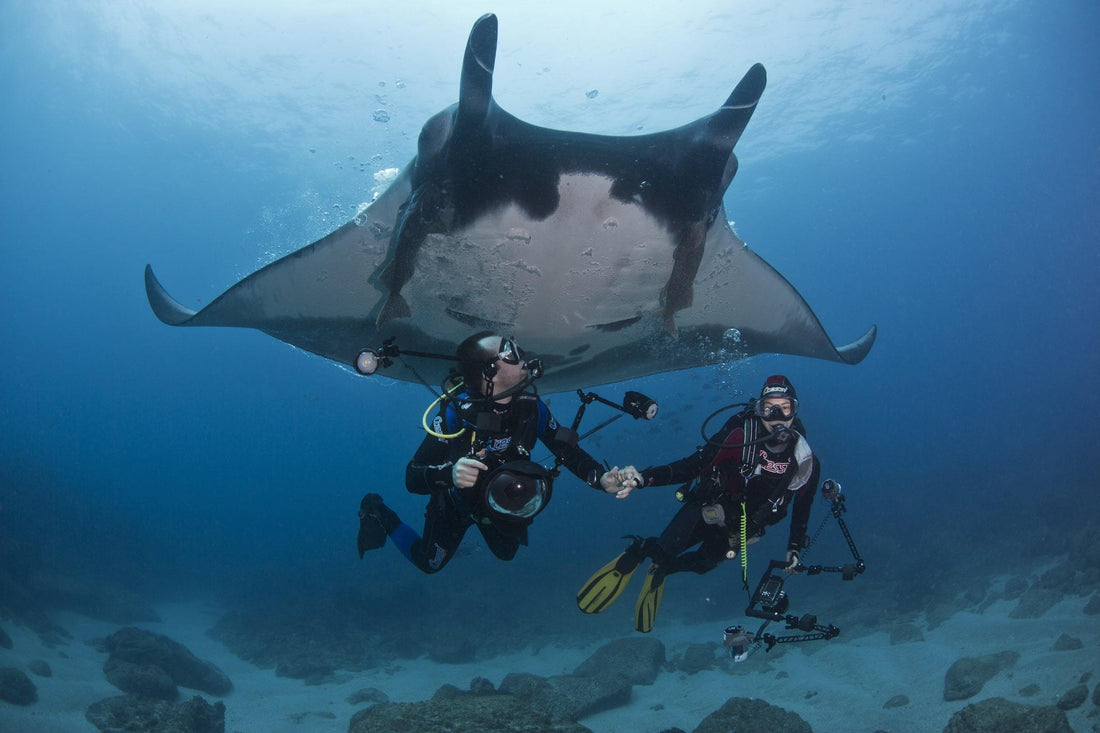 https://www.4ocean.com/cdn/shop/articles/manta-rays-gentle-giants-under-threat4ocean.jpg?v=1625584484&width=1100