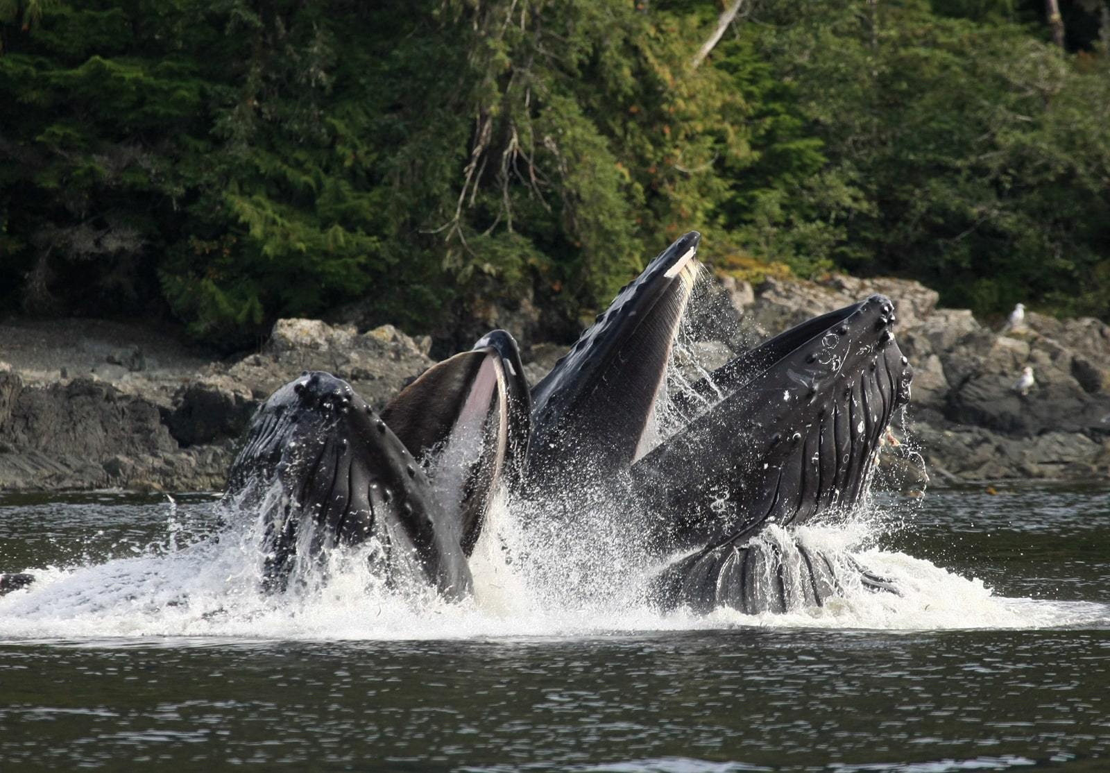 Meet Salt and Pepper: Our Humpback Whale Adoptions - 4ocean