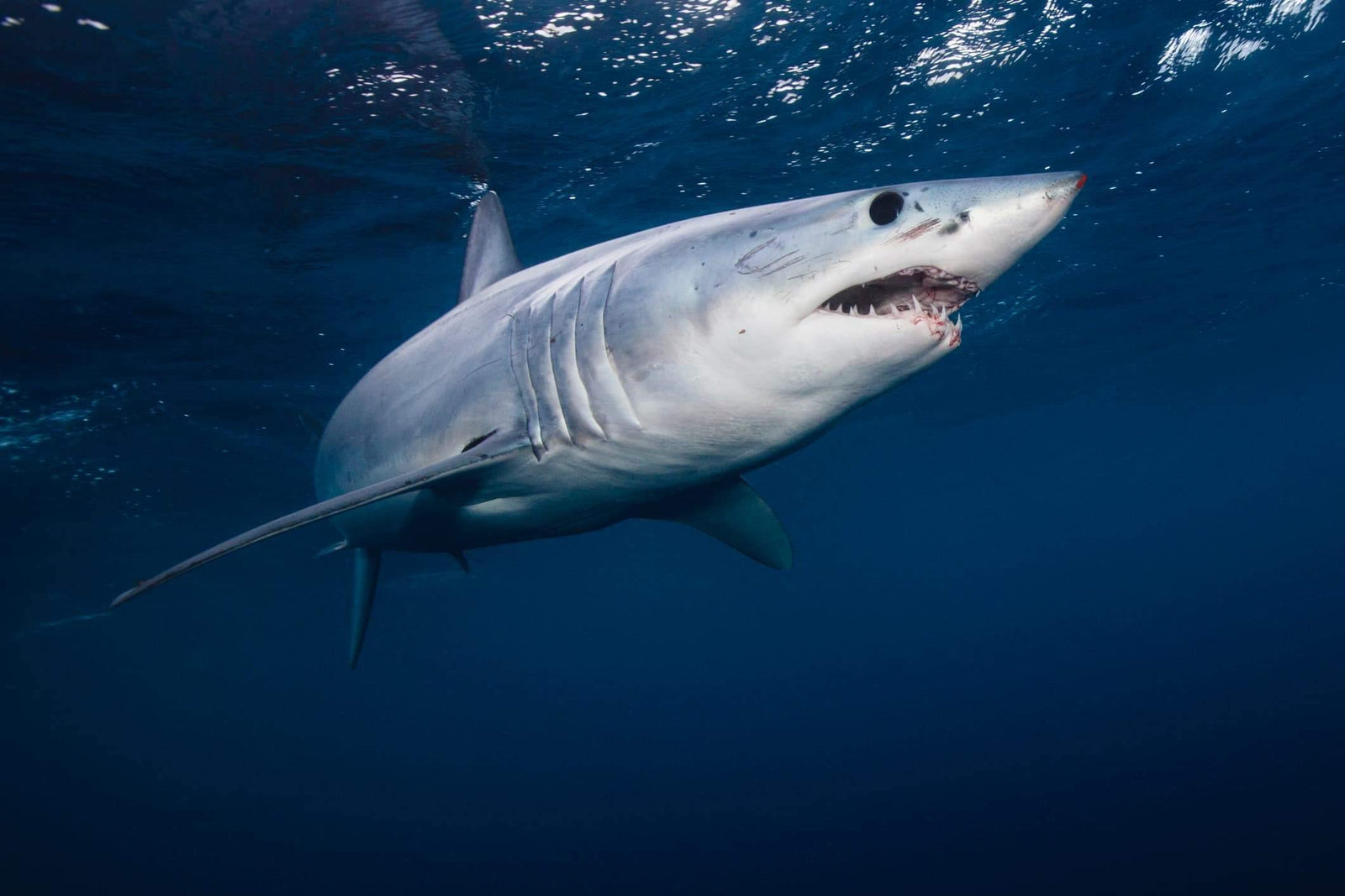 4ocean and Project AWARE - Shortfin Mako Success