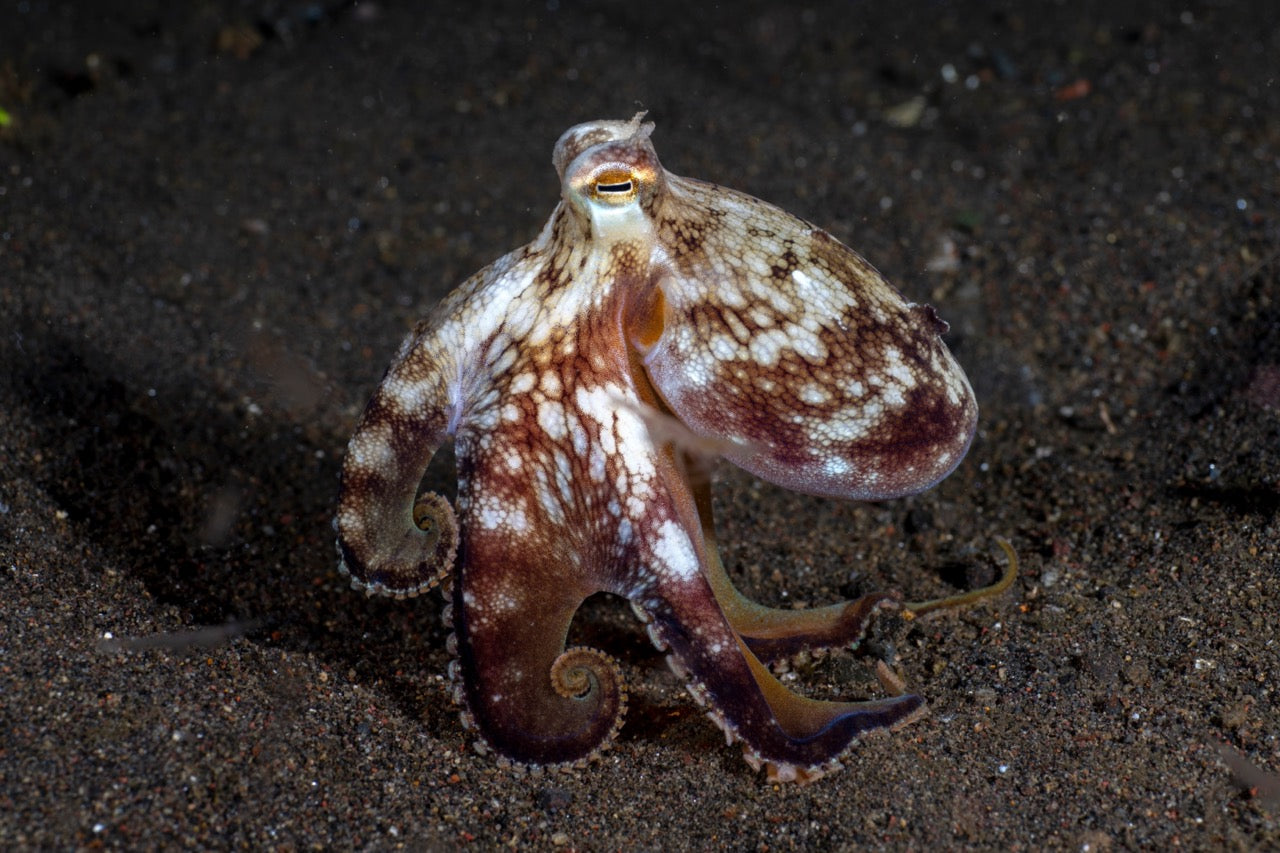 All About Octopuses | 4ocean Cause of the Month | November 2023