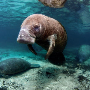 Manatees