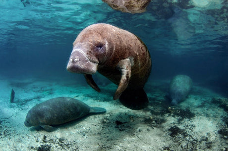 Manatee