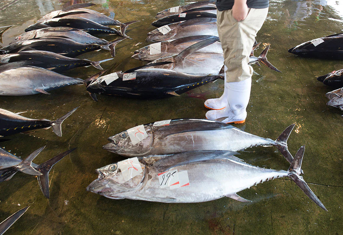 ISSF's 2019 snapshot of tuna purse seine fleets - FiskerForum