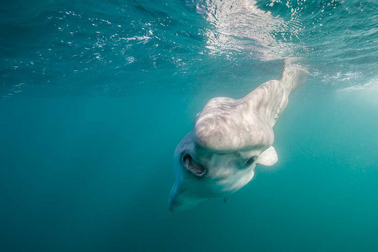 Ocean Sunfish: Facts about the Mola Mola Fish