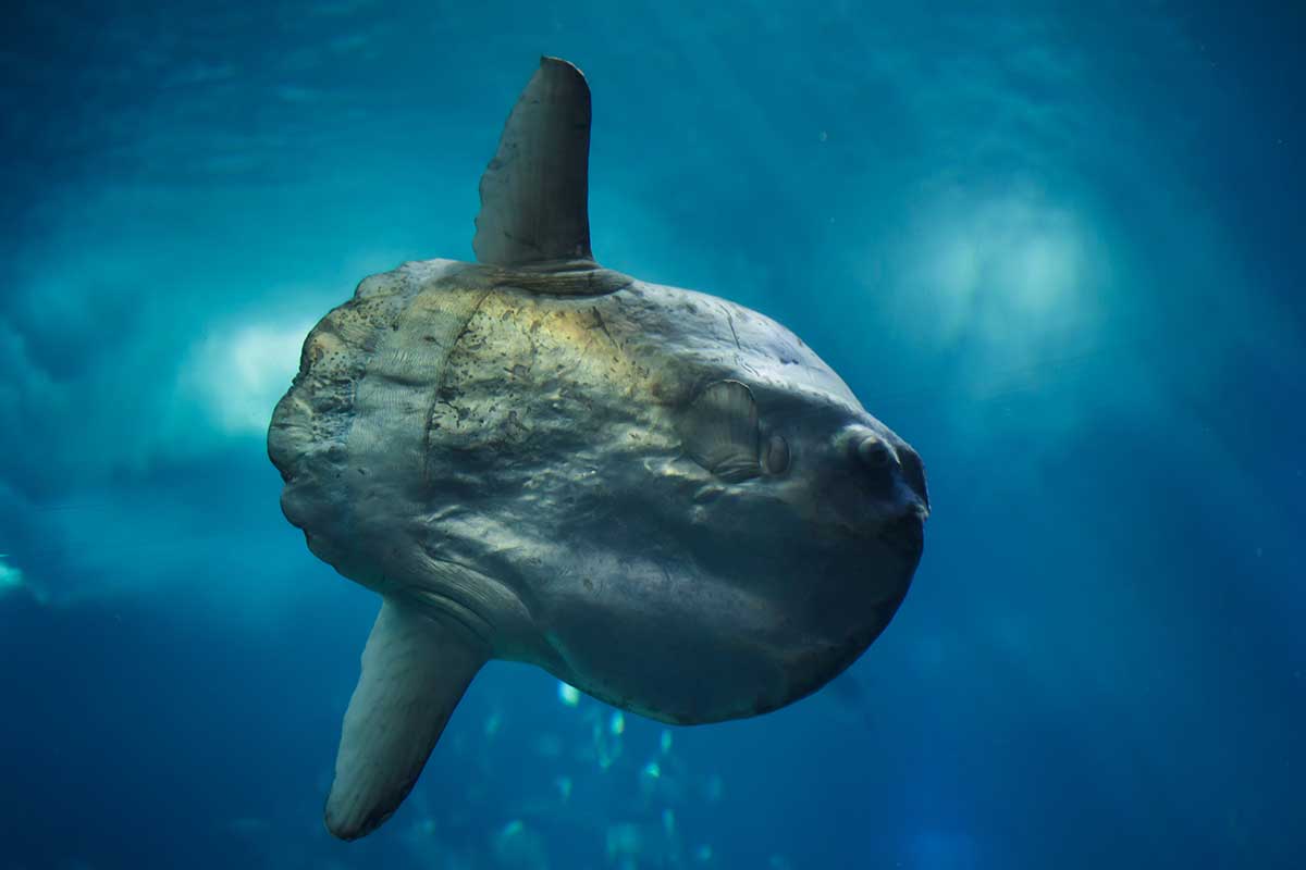 Ocean Sunfish: Facts about the Mola Mola Fish | 4ocean