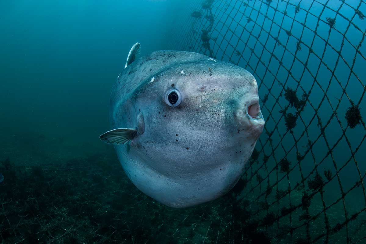 Ocean Sunfish: Facts about the Mola Mola Fish | 4ocean